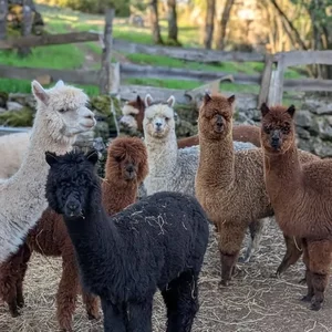 Animaux domestiques du monde entier sur le plateau du Larzac au Parc Le Theil 