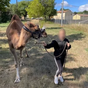 Animaux domestiques du monde entier sur le plateau du Larzac au Parc Le Theil 