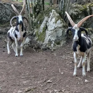Animaux domestiques du monde entier sur le plateau du Larzac au Parc Le Theil 