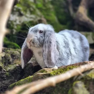 Animaux domestiques du monde entier sur le plateau du Larzac au Parc Le Theil 