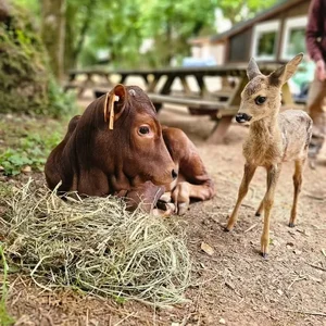 Animaux domestiques du monde entier sur le plateau du Larzac au Parc Le Theil 