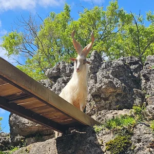 Animaux domestiques du monde entier sur le plateau du Larzac au Parc Le Theil