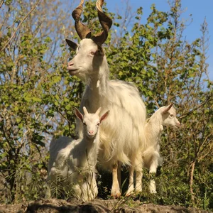 Animaux domestiques du monde entier sur le plateau du Larzac au Parc Le Theil 