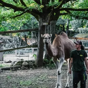 Animaux domestiques du monde entier sur le plateau du Larzac au Parc Le Theil 