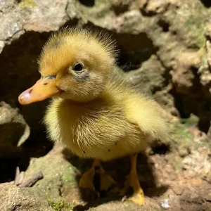 Animaux domestiques du monde entier sur le plateau du Larzac au Parc Le Theil 