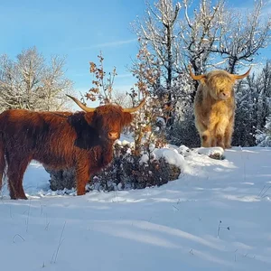 Animaux domestiques du monde entier sur le plateau du Larzac au Parc Le Theil 