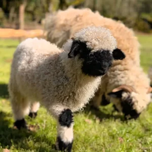 Animaux domestiques du monde entier sur le plateau du Larzac au Parc Le Theil