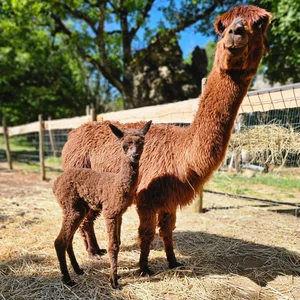 Animaux domestiques du monde entier sur le plateau du Larzac au Parc Le Theil 