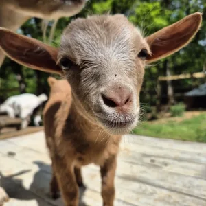 Animaux domestiques du monde entier sur le plateau du Larzac au Parc Le Theil