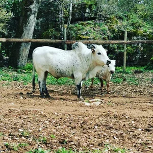 Animaux domestiques du monde entier sur le plateau du Larzac au Parc Le Theil