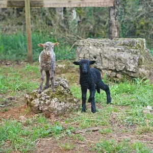 Animaux domestiques du monde entier sur le plateau du Larzac au Parc Le Theil 