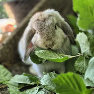 Animaux domestiques du monde entier sur le plateau du Larzac au Parc Le Theil 