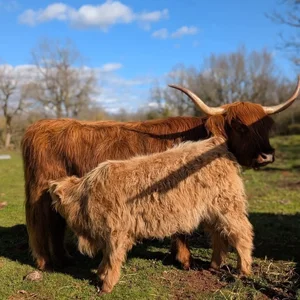 Animaux domestiques du monde entier sur le plateau du Larzac au Parc Le Theil 