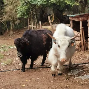 Animaux domestiques du monde entier sur le plateau du Larzac au Parc Le Theil 
