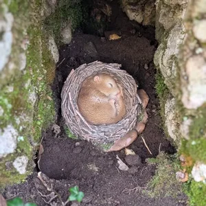 Les activités au Parc animalier du Theil au Caylar entre Hérault et Aveyron