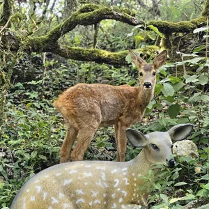 Les activités au Parc animalier du Theil au Caylar entre Hérault et Aveyron